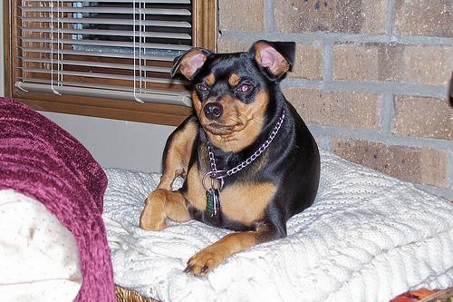 https://images.dog.ceo/breeds/pinscher-miniature/n02107312_3456.jpg