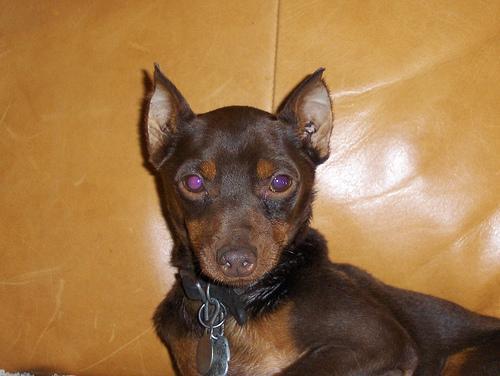 https://images.dog.ceo/breeds/pinscher-miniature/n02107312_3470.jpg