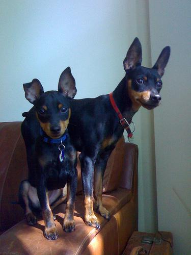 https://images.dog.ceo/breeds/pinscher-miniature/n02107312_3592.jpg