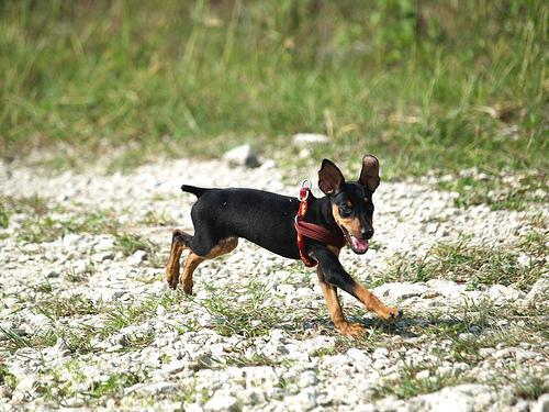 https://images.dog.ceo/breeds/pinscher-miniature/n02107312_3603.jpg