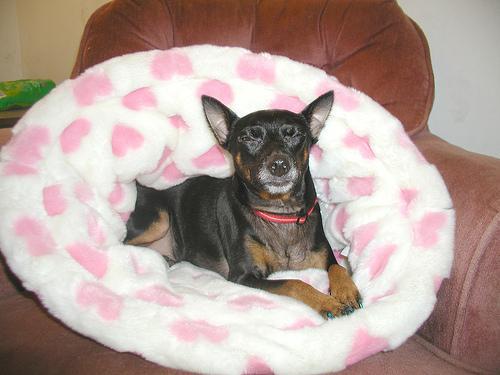 https://images.dog.ceo/breeds/pinscher-miniature/n02107312_3636.jpg