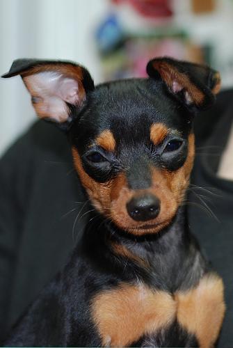 https://images.dog.ceo/breeds/pinscher-miniature/n02107312_3667.jpg