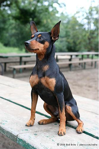 https://images.dog.ceo/breeds/pinscher-miniature/n02107312_3673.jpg