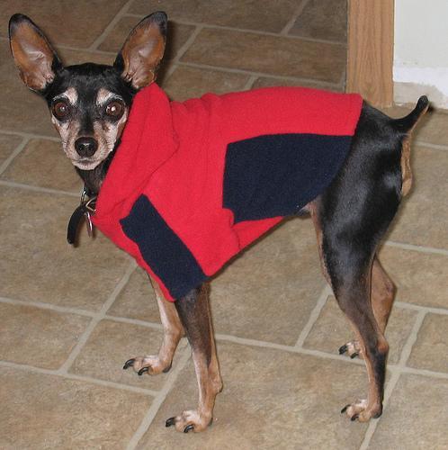 https://images.dog.ceo/breeds/pinscher-miniature/n02107312_3823.jpg