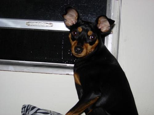 https://images.dog.ceo/breeds/pinscher-miniature/n02107312_3864.jpg