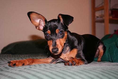 https://images.dog.ceo/breeds/pinscher-miniature/n02107312_398.jpg