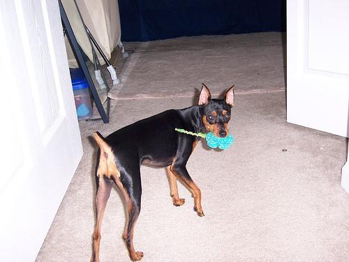 https://images.dog.ceo/breeds/pinscher-miniature/n02107312_3980.jpg