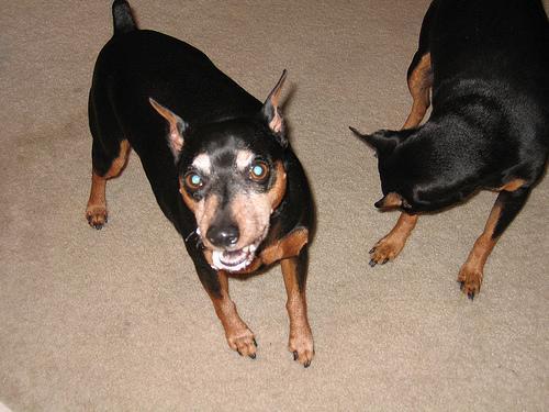 https://images.dog.ceo/breeds/pinscher-miniature/n02107312_4065.jpg