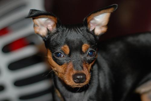 https://images.dog.ceo/breeds/pinscher-miniature/n02107312_4234.jpg