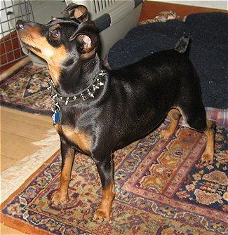 https://images.dog.ceo/breeds/pinscher-miniature/n02107312_4269.jpg