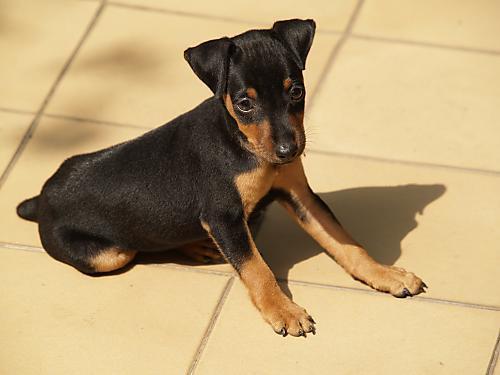 https://images.dog.ceo/breeds/pinscher-miniature/n02107312_4355.jpg