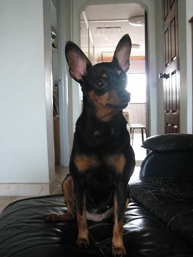 https://images.dog.ceo/breeds/pinscher-miniature/n02107312_4540.jpg