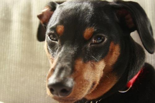 https://images.dog.ceo/breeds/pinscher-miniature/n02107312_458.jpg