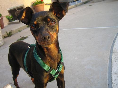 https://images.dog.ceo/breeds/pinscher-miniature/n02107312_46.jpg