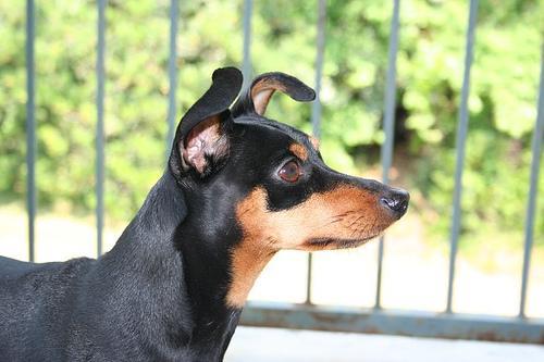 https://images.dog.ceo/breeds/pinscher-miniature/n02107312_4613.jpg