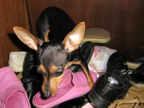 https://images.dog.ceo/breeds/pinscher-miniature/n02107312_4650.jpg