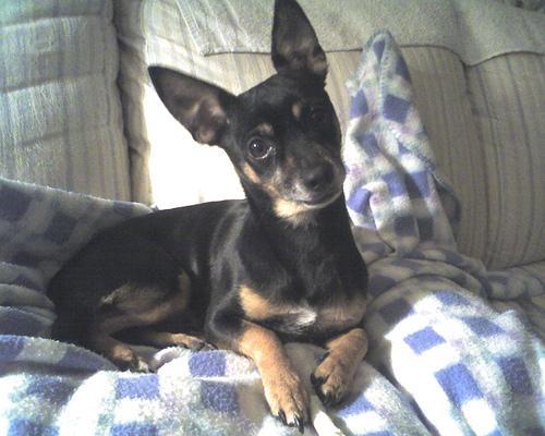 https://images.dog.ceo/breeds/pinscher-miniature/n02107312_4692.jpg