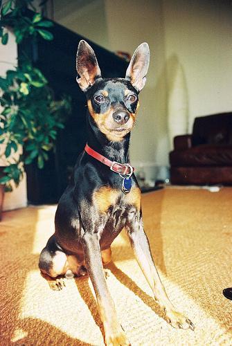 https://images.dog.ceo/breeds/pinscher-miniature/n02107312_471.jpg