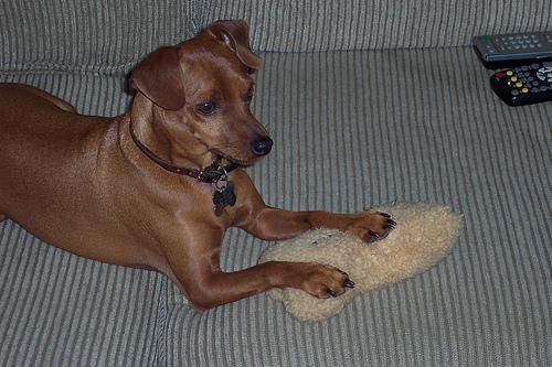 https://images.dog.ceo/breeds/pinscher-miniature/n02107312_4741.jpg