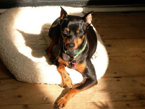 https://images.dog.ceo/breeds/pinscher-miniature/n02107312_4845.jpg