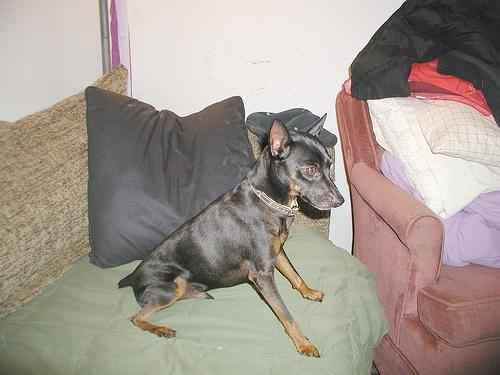 https://images.dog.ceo/breeds/pinscher-miniature/n02107312_4907.jpg