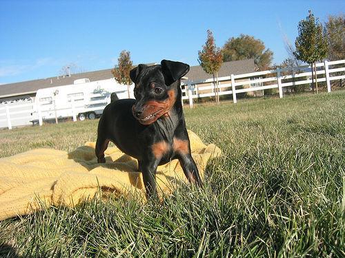 https://images.dog.ceo/breeds/pinscher-miniature/n02107312_4929.jpg