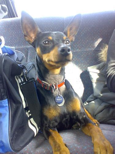 https://images.dog.ceo/breeds/pinscher-miniature/n02107312_4943.jpg