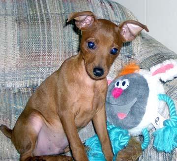 https://images.dog.ceo/breeds/pinscher-miniature/n02107312_4972.jpg