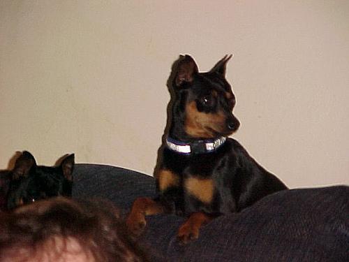 https://images.dog.ceo/breeds/pinscher-miniature/n02107312_4979.jpg