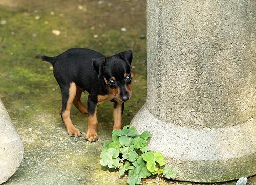 https://images.dog.ceo/breeds/pinscher-miniature/n02107312_4996.jpg