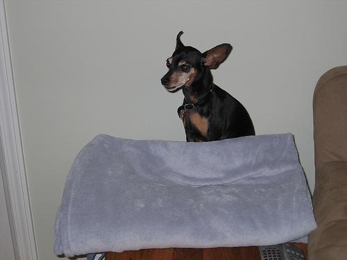 https://images.dog.ceo/breeds/pinscher-miniature/n02107312_4997.jpg