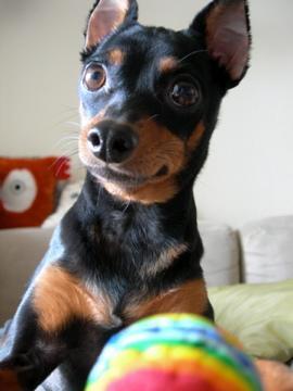 https://images.dog.ceo/breeds/pinscher-miniature/n02107312_5059.jpg