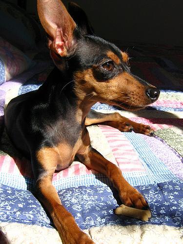 https://images.dog.ceo/breeds/pinscher-miniature/n02107312_5113.jpg