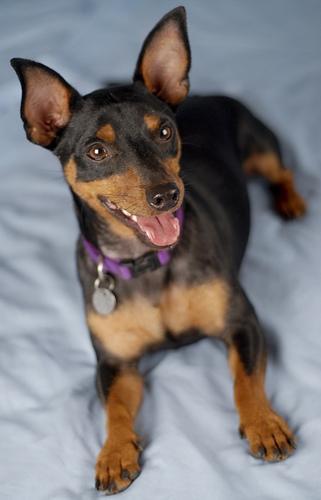 https://images.dog.ceo/breeds/pinscher-miniature/n02107312_5114.jpg