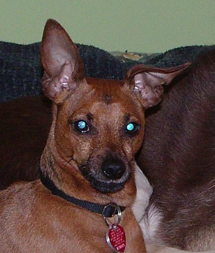 https://images.dog.ceo/breeds/pinscher-miniature/n02107312_5188.jpg