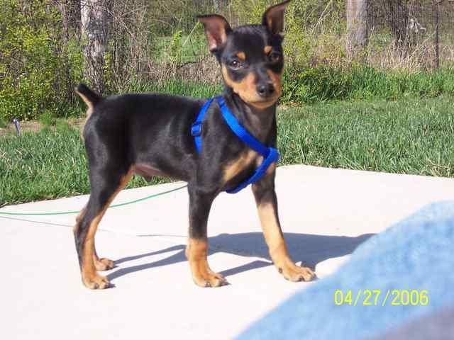 https://images.dog.ceo/breeds/pinscher-miniature/n02107312_5290.jpg