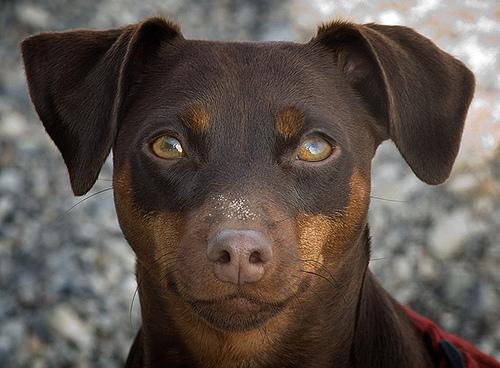 https://images.dog.ceo/breeds/pinscher-miniature/n02107312_5357.jpg