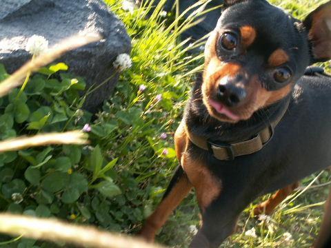 https://images.dog.ceo/breeds/pinscher-miniature/n02107312_5385.jpg