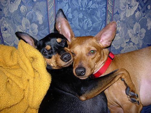 https://images.dog.ceo/breeds/pinscher-miniature/n02107312_546.jpg