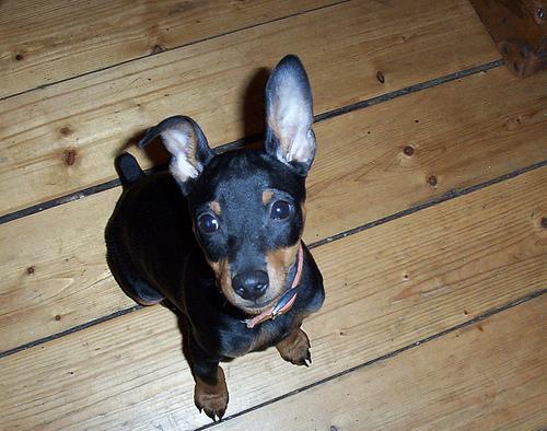 https://images.dog.ceo/breeds/pinscher-miniature/n02107312_5474.jpg