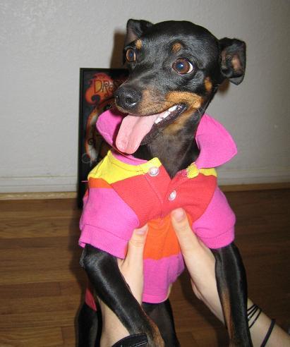 https://images.dog.ceo/breeds/pinscher-miniature/n02107312_5604.jpg