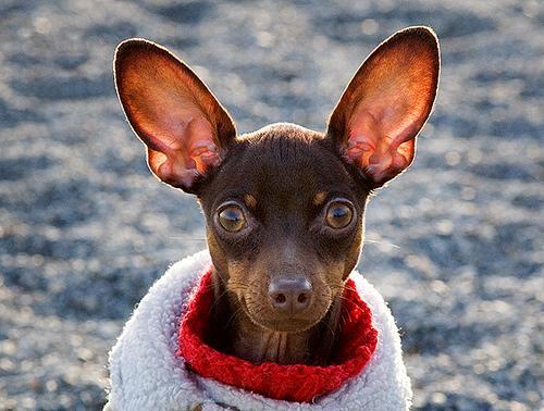 https://images.dog.ceo/breeds/pinscher-miniature/n02107312_5665.jpg