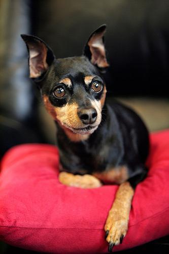 https://images.dog.ceo/breeds/pinscher-miniature/n02107312_5686.jpg