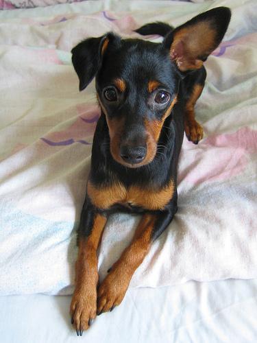 https://images.dog.ceo/breeds/pinscher-miniature/n02107312_5719.jpg