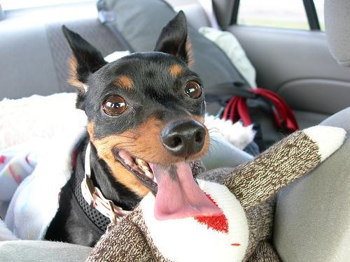 https://images.dog.ceo/breeds/pinscher-miniature/n02107312_579.jpg