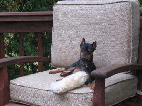 https://images.dog.ceo/breeds/pinscher-miniature/n02107312_5792.jpg