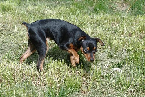 https://images.dog.ceo/breeds/pinscher-miniature/n02107312_5862.jpg