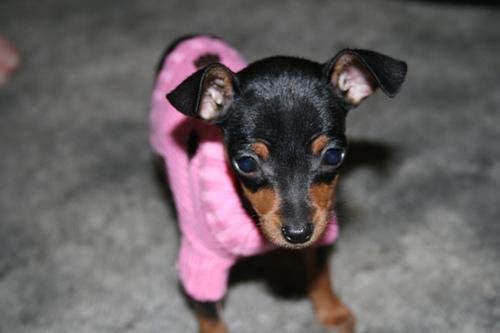 https://images.dog.ceo/breeds/pinscher-miniature/n02107312_5968.jpg