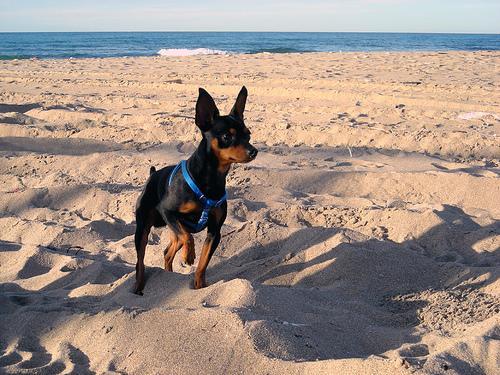 https://images.dog.ceo/breeds/pinscher-miniature/n02107312_5987.jpg