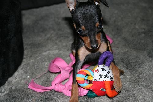 https://images.dog.ceo/breeds/pinscher-miniature/n02107312_6003.jpg